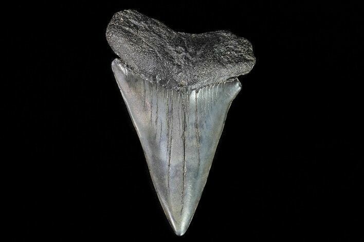 Huge, Fossil Mako Shark Tooth - Georgia #75047